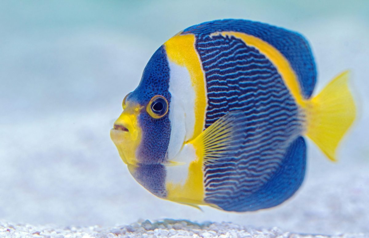 Boca Aquarium